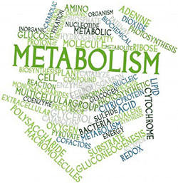 Metabolism Boost